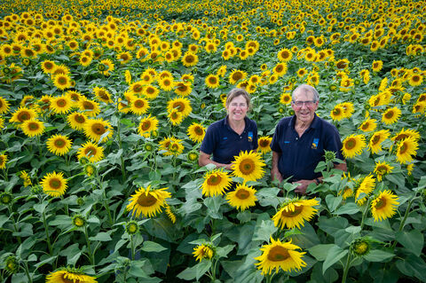 Sunflowers power £2million for nature's recovery | The Wildlife Trusts